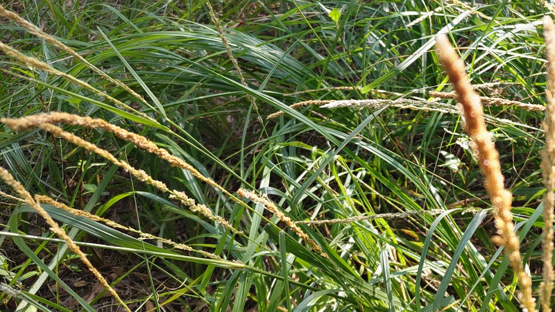タチスズメノヒエ 川崎市幸区さいわいふるさと公園