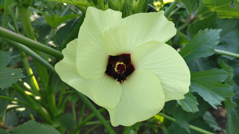 オクラの花 川崎市幸区さいわいふるさと公園