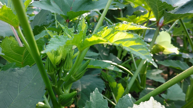 オクラの蕾 川崎市幸区さいわいふるさと公園