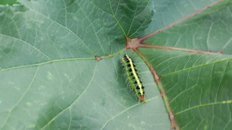 オクラのフタトガリコヤガの幼虫 川崎市幸区さいわいふるさと公園