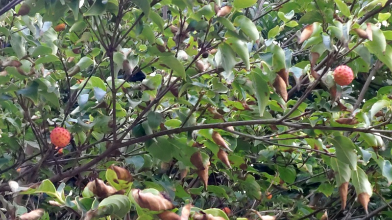 ヤマボウシの果実 川崎市幸区さいわいふるさと公園