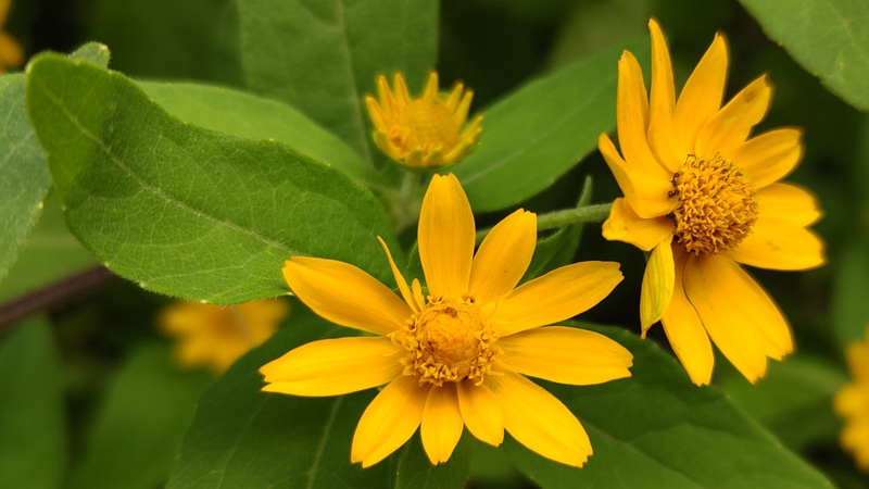 メランポジウムの花 横浜市旭区今宿町