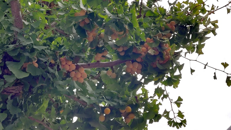 イチョウの果実 横浜市旭区今宿町