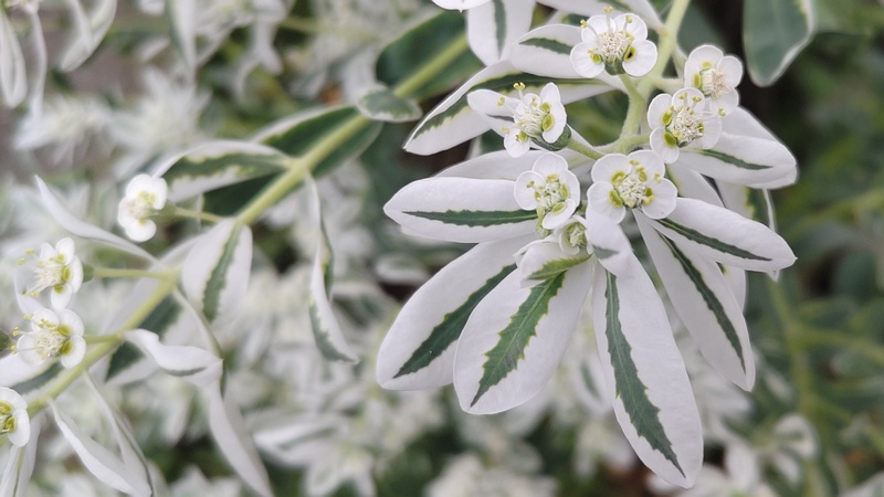 ハツユキソウの花 横浜市旭区今宿町