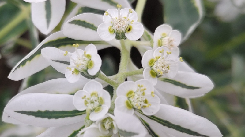 ハツユキソウの花 横浜市旭区今宿町