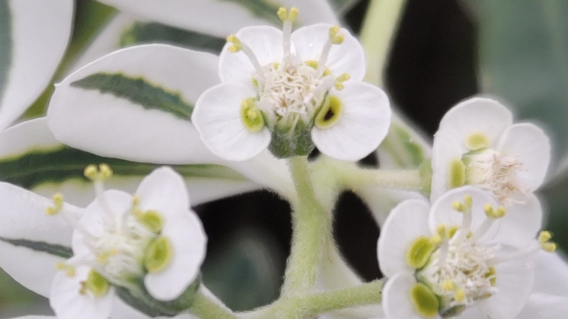 ハツユキソウの花 横浜市旭区今宿町