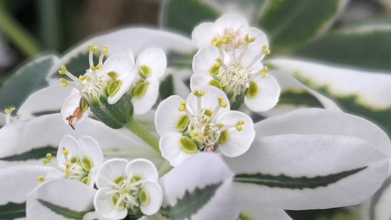 ハツユキソウの花 横浜市旭区今宿町