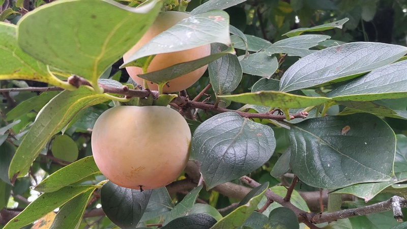 カキノキの果実 横浜市旭区今宿南町