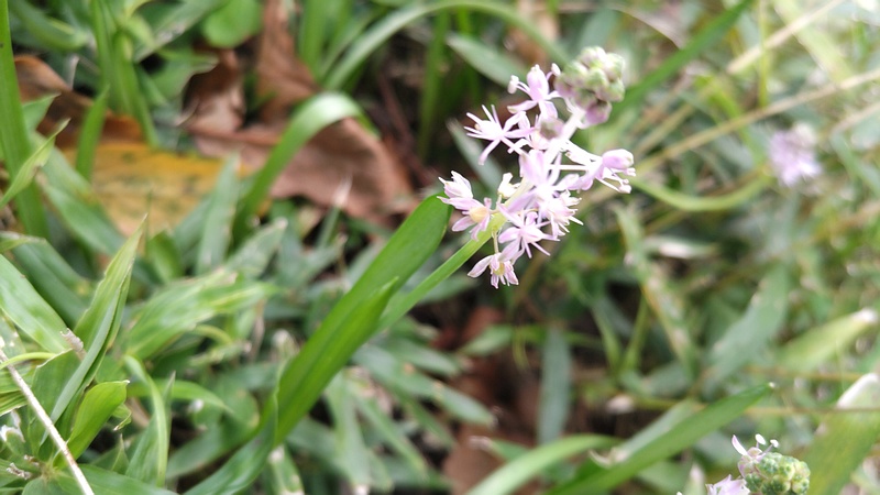 ツルボの花 横浜市旭区今宿南町