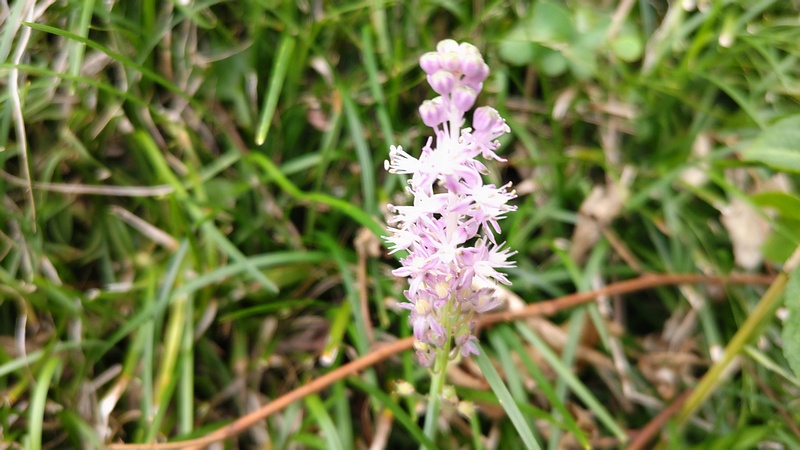 ツルボの花 横浜市旭区今宿南町