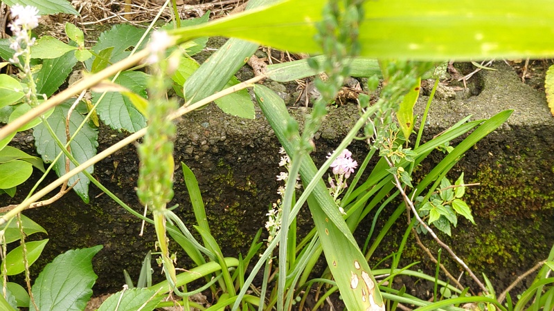 ツルボの花 横浜市旭区今宿南町