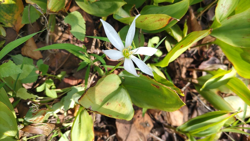 タマスダレの花 横浜市旭区今宿南町