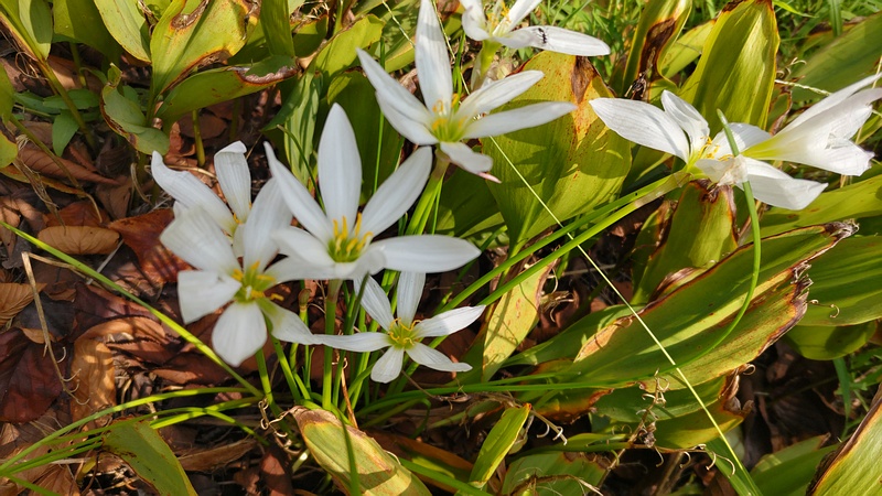 タマスダレの花 横浜市旭区今宿南町