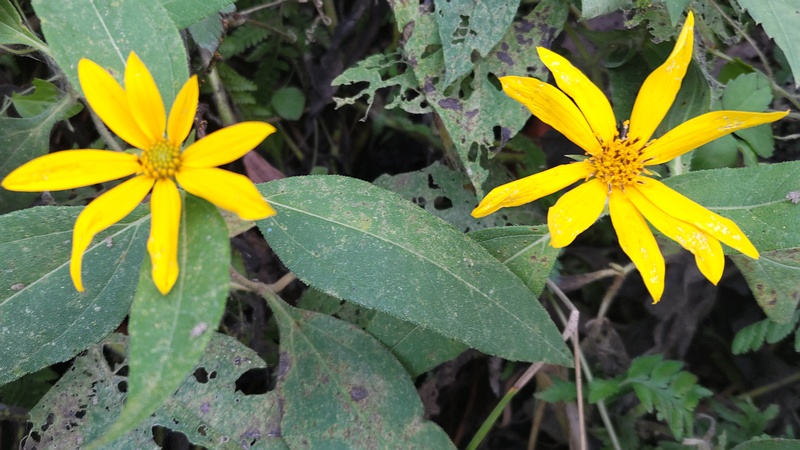 キクイモの花 横浜市旭区今宿南町