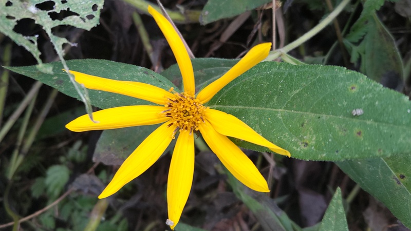 キクイモの花 横浜市旭区今宿南町
