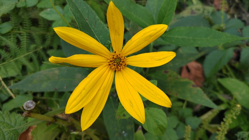 キクイモの花 横浜市旭区今宿南町