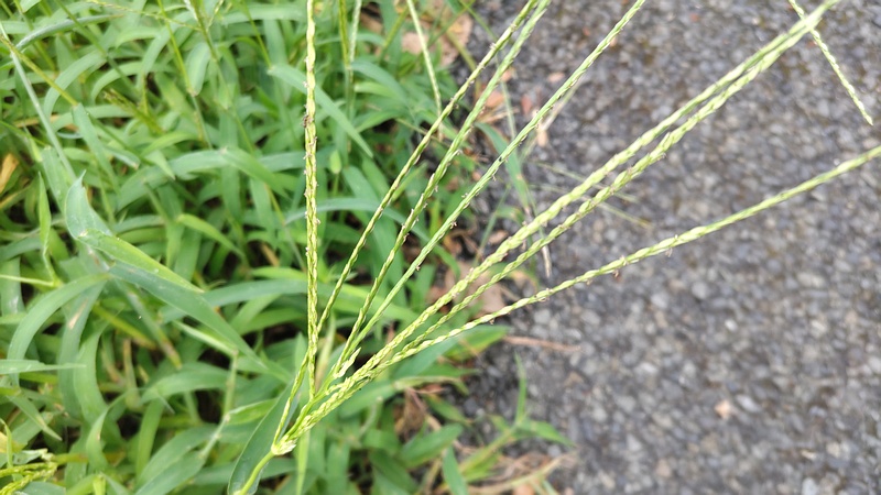 メヒシバ 横浜市旭区今宿南町