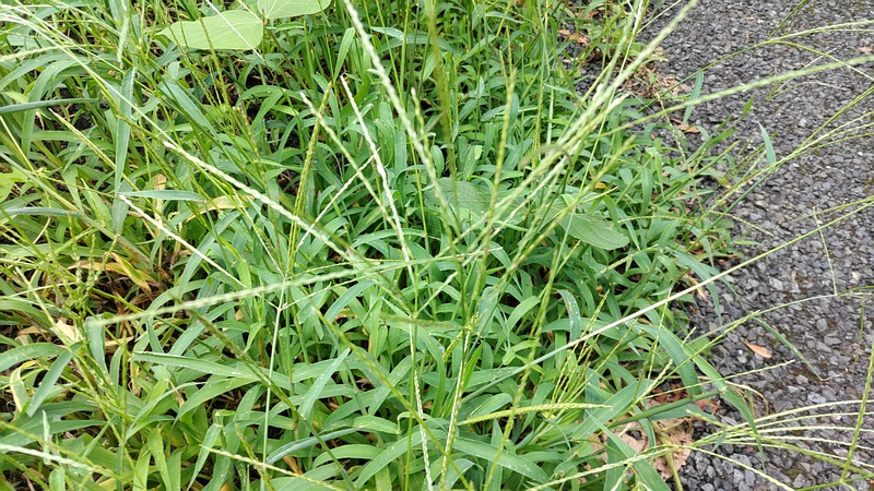メヒシバ 横浜市旭区今宿南町