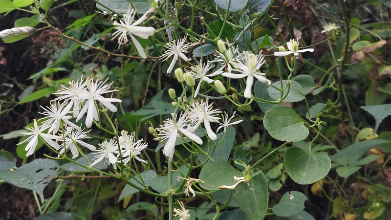センニンソウの花 横浜市旭区今宿南町
