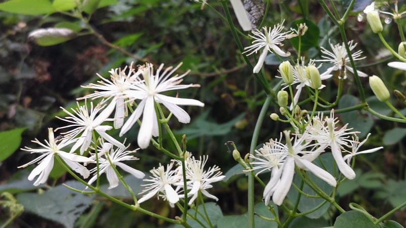 センニンソウの花 横浜市旭区今宿南町