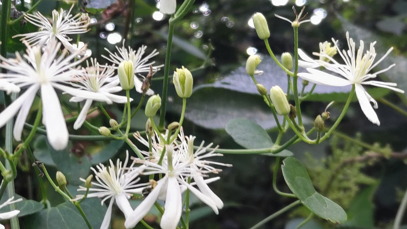 センニンソウの花 横浜市旭区今宿南町