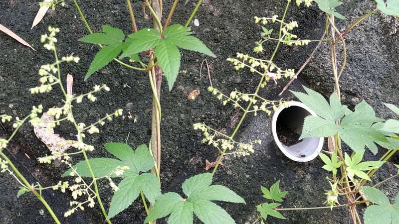 カナムグラの花 横浜市旭区今宿南町