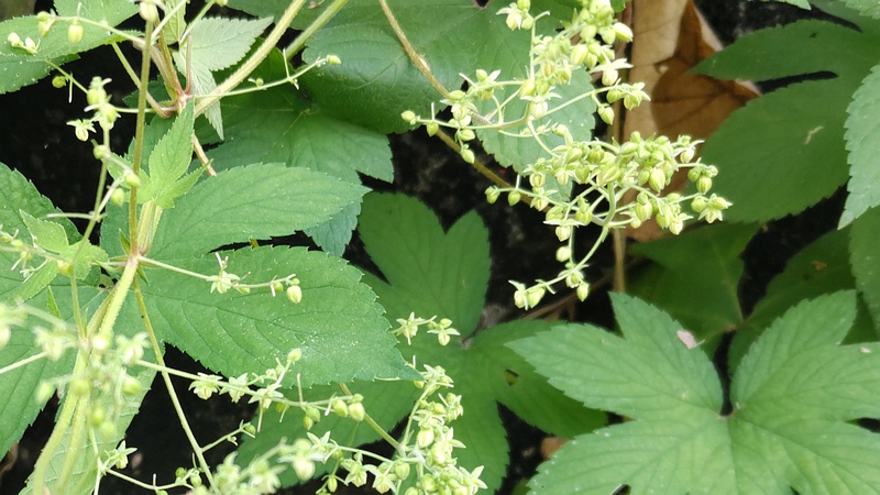 カナムグラの花 横浜市旭区今宿南町