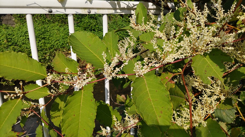 イタドリの花 横浜市旭区今宿南町