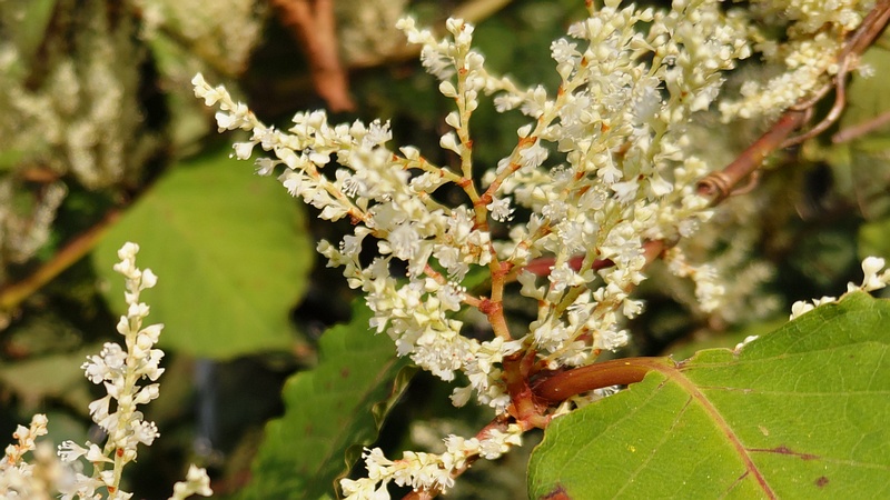イタドリの花 横浜市旭区今宿南町