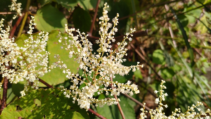 イタドリの花 横浜市旭区今宿南町