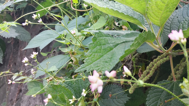 ママコノシリヌグイの花 横浜市旭区今川町