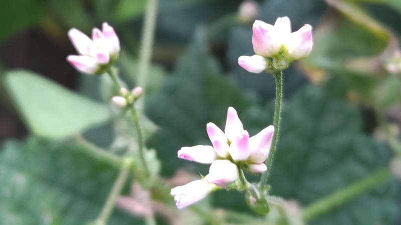 ママコノシリヌグイの花 横浜市旭区今川町
