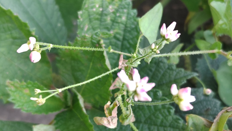 ママコノシリヌグイの花 横浜市旭区今川町