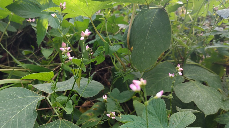 ママコノシリヌグイの花 横浜市旭区今川町