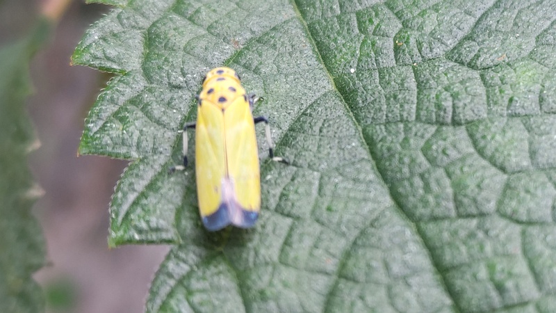 ツマグロオオヨコバイ 横浜市旭区今川町