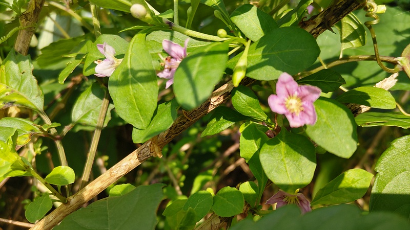クコの花 横浜市旭区鶴ヶ峰本町