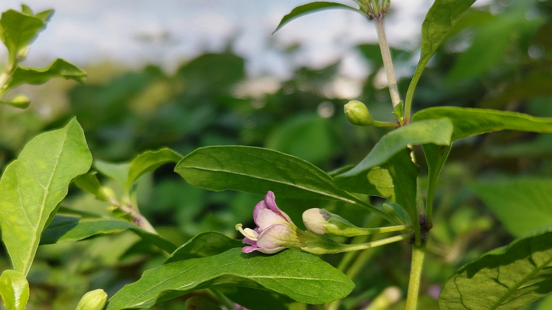 クコの花 横浜市旭区鶴ヶ峰本町