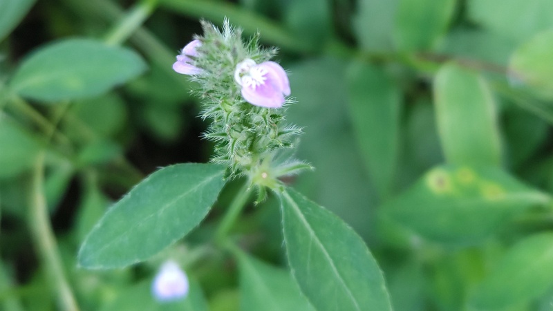キツネノマゴの花 横浜市旭区今川町