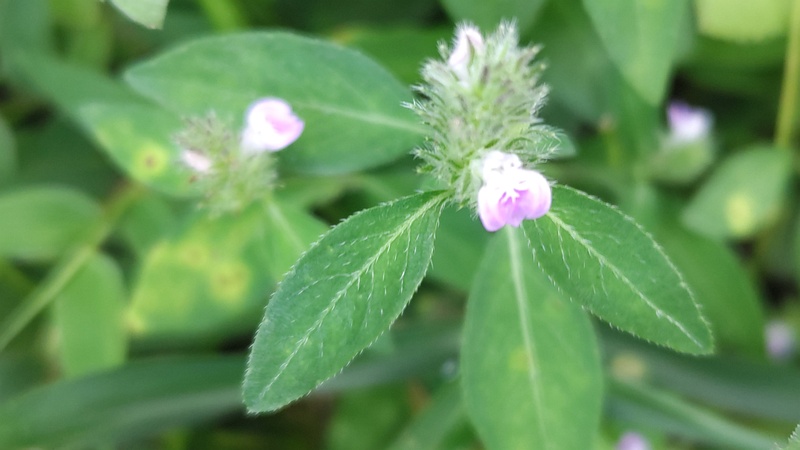 キツネノマゴの花 横浜市旭区今川町