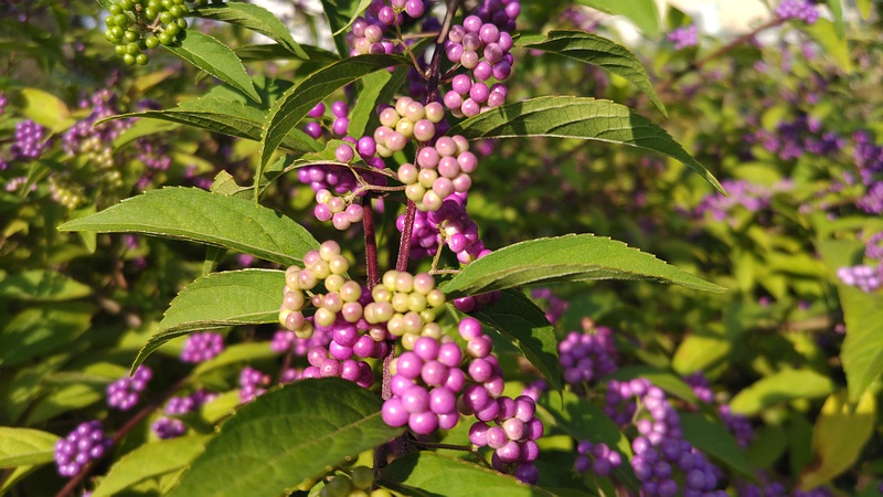 コムラサキの果実 横浜市旭区今川町