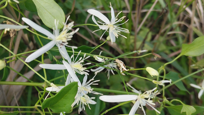 センニンソウの花 横浜市旭区今川町