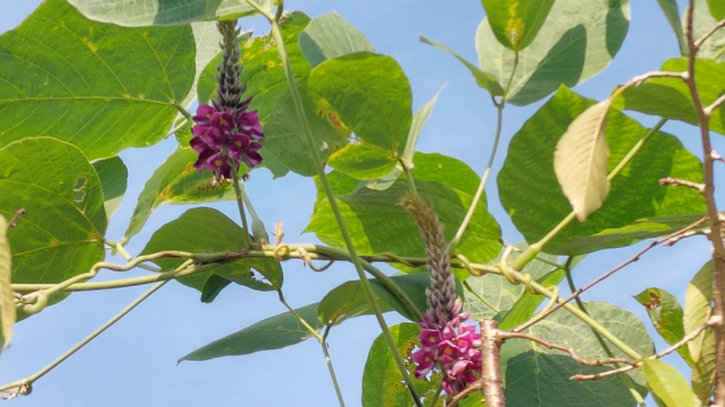 クズの花 横浜市旭区今川町