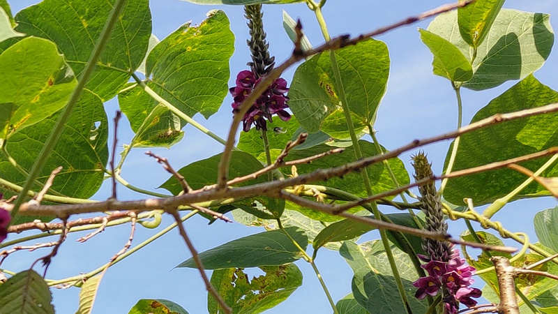 クズの花 横浜市旭区今川町