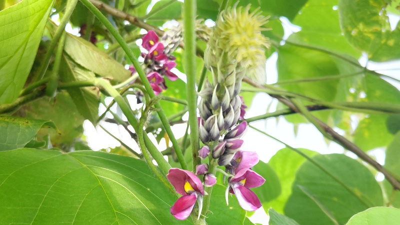 クズの花 横浜市旭区今川町