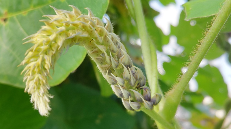 クズの蕾 横浜市旭区今川町