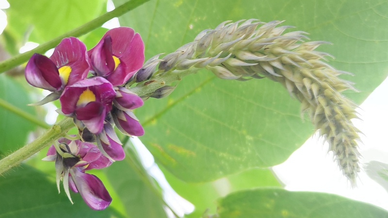 クズの花 横浜市旭区今川町