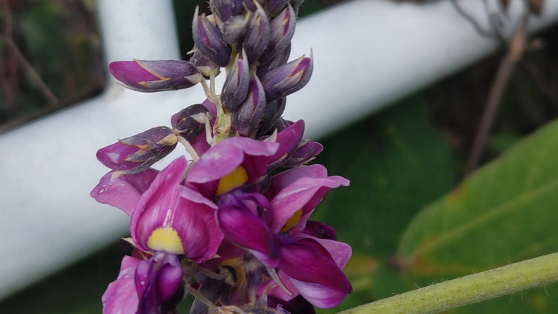 クズの花 横浜市旭区今川町