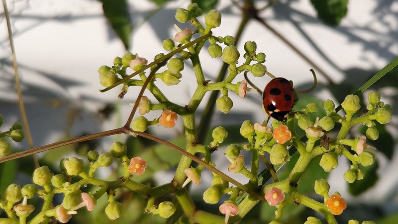 ヤブガラシのナナホシテントウ 横浜市旭区今川町
