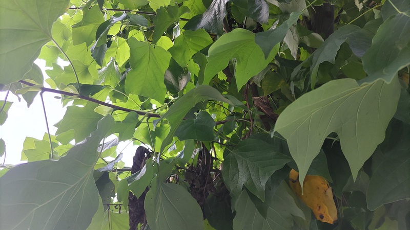 ユリノキの芽 横浜市旭区鶴ヶ峰