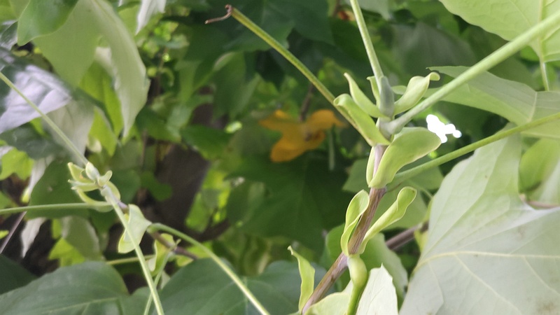 ユリノキの芽 横浜市旭区鶴ヶ峰